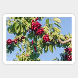 Branches of Ripe Okanagan Cherries Blue Sky Sticker